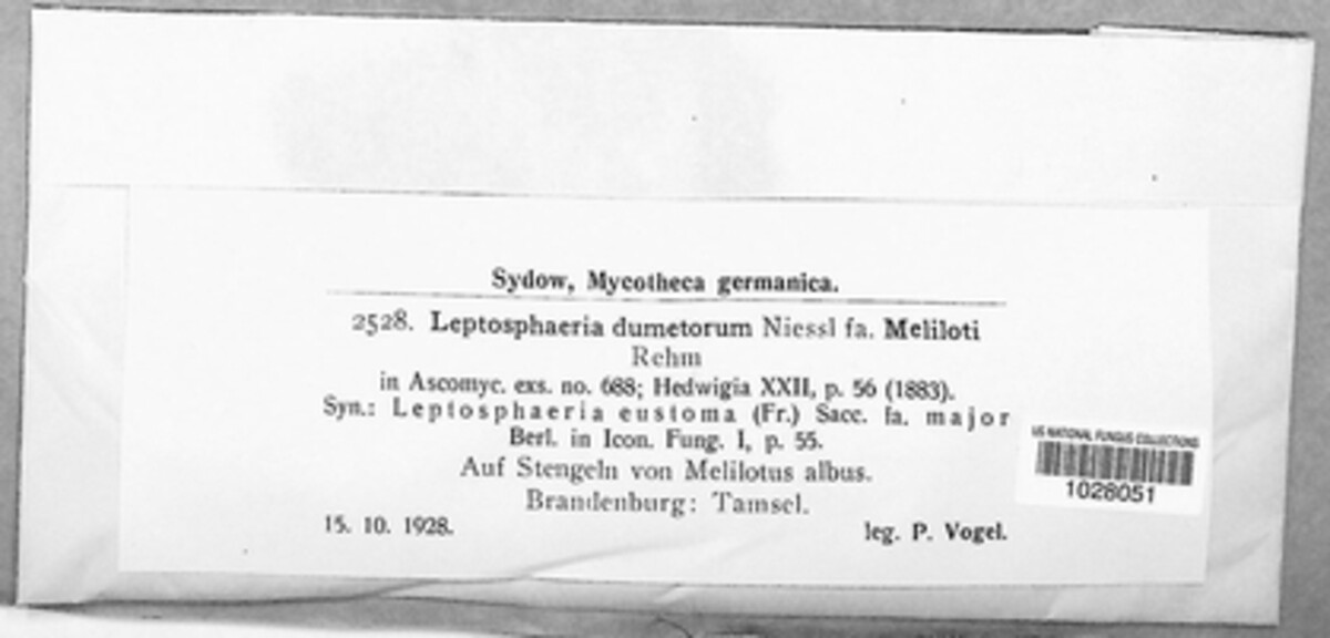 Leptosphaeria dumetorum image